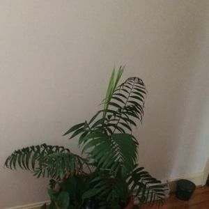 Meet your Posher, Ann